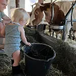 Niedermaisgut *