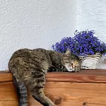 아파트 Niedermaisgut *