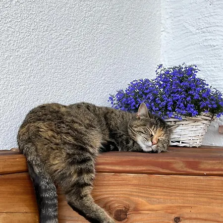 Appartement Niedermaisgut *