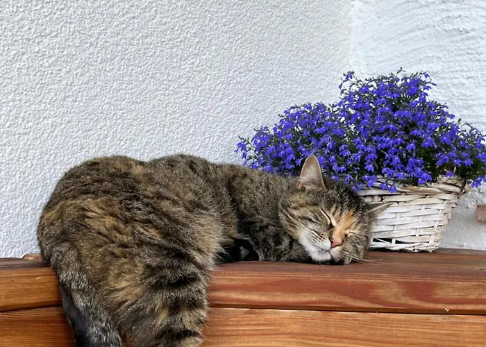 Apartmán Niedermaisgut *